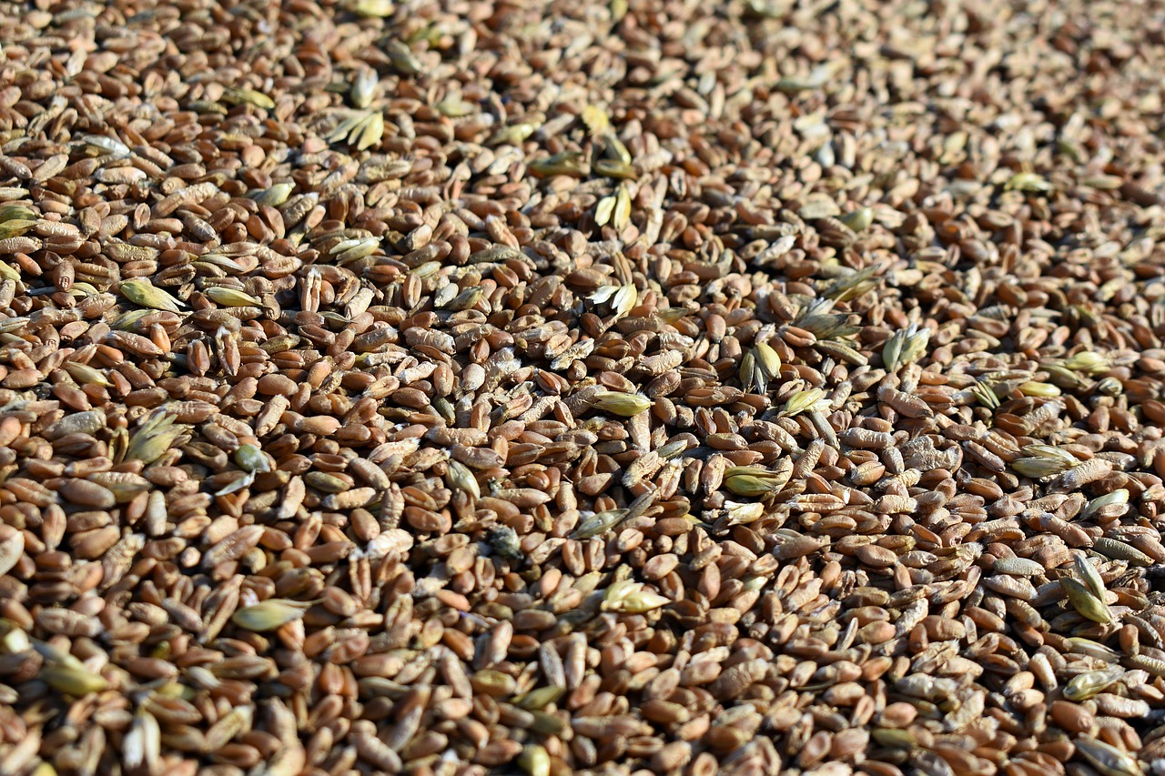 Rye